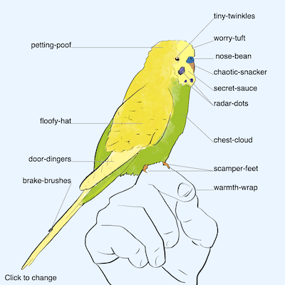 Day 6- budgie anatomy drawing